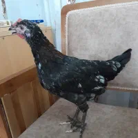 مرغ و خروس