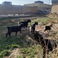 ۳راس بزجوان ۲تاکهرپاش هر۳تاباابستن