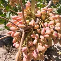 درخت پسته پیوندی وغیرپیوندی یه ساله دوساله سه ساله|گل و گیاه طبیعی|حسن آباد, |دیوار