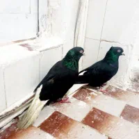 زاغ دم سفید عتیقه