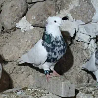 کبوتر طوقی