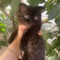 واگذاری بچه گربه