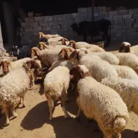 میش بره فروش