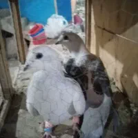 کفتر شهرستانی