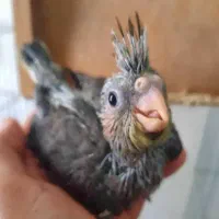 جوجه عروس هلندی سرلاکی
