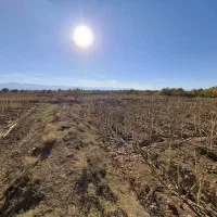 زمین زراعی تجاری|فروش زمین و ملک کلنگی|شال, |دیوار