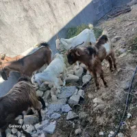 بز کهر رودان