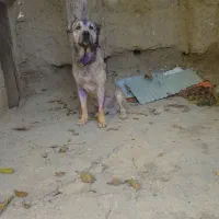 واگذاری سگ سرابی