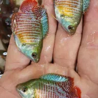 انواع لوازم آکواریوم و ماهیهای زینتی کاسپین