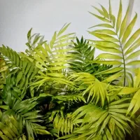 گل ، شمادورا