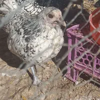 مرغ وخروس سیبرایت مینیاتوری|حیوانات مزرعه|قیدار, |دیوار