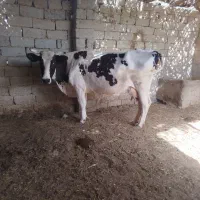 گاو|حیوانات مزرعه|زهک, |دیوار