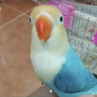 خواستار برزیلی پاربلو این رنگ