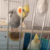 عروس هلندی گم