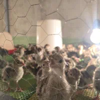 جوجه یکروزه ،سی روزه بوقلمون آمریکایی