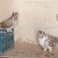 طوقی ... شیخی