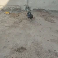 خوشرنگ قهوه ای ماده|پرنده|برازجان, |دیوار