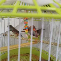 فنچ فروشی