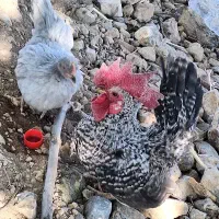 جاپنیز اصلی آپارتمانی اندازه کبوتر