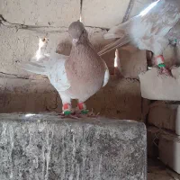 پرنده|پرنده|ششطراز, |دیوار