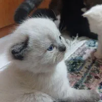بچه اسکاتیش