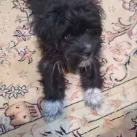 فروشی|سگ|شفت, |دیوار