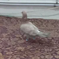 کرباتی هفت رنگ نر با هفت رنگ سرخ نر پرشی
