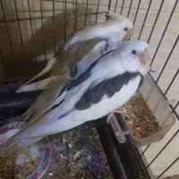 عروس هلندی البینو