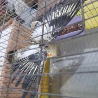 عروس هلندی جفت