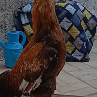 خروس لاری  ساده و طوقی