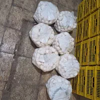 پخش قارچ