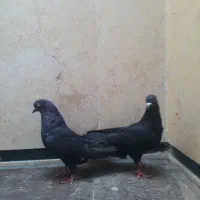 کبوتر