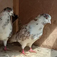 کبوتر|پرنده|رشت, پسیخان|دیوار