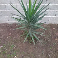 درخت یوکا|گل و گیاه طبیعی|سنگر, |دیوار