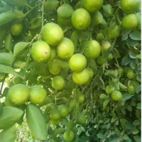 نهالستان مرکبات صاحب الزمان(ع)|خدمات باغبانی و درختکاری|بهبهان, |دیوار