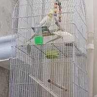 عروس هلندی با کلیه وسایل|پرنده|گلبهار, شهر جدید گلبهار|دیوار