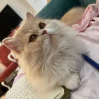 پرشین فلت|گربه|اصفهان, باغ دریاچه|دیوار