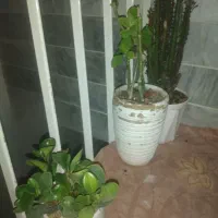 گل های زینتی آپارتمانی|گل و گیاه طبیعی|دلیجان, |دیوار