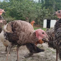 بوقلمون و اردک اسراییلی