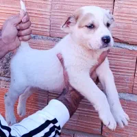 توله سگ الابای اصل درجه یک