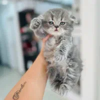 بچه گربه های دوماهه نرو‌ماده اسکاتیش بریتیش دوماهه