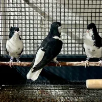 کفتر چادری شیرازی کاکلی