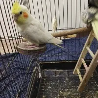 عروس هلندی دستی سخنگو جفت|پرنده|هشتگرد, شهرک گلخانه|دیوار