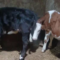 دو گوساله ماده اصل سیمینتال مونتی بیلیارد شیری گاو|حیوانات مزرعه|اردبیل, |دیوار