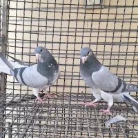 کبوتر دمگیر|پرنده|اصفهان, ستار|دیوار