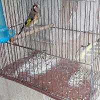 یک جفت سهره کارداده درشت