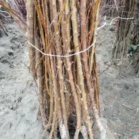 فروش نهال با فاکتور رسمی|گل و گیاه طبیعی|قائمشهر, |دیوار