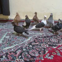 کفتر برا پرودن|پرنده|خرمشهر, |دیوار