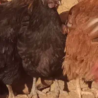 فروش جوجه دوماهه و خرید ضایعات درب منزل شما