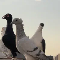 سبز کاکلی۳تا نر|پرنده|مشهد, سجاد شهر|دیوار